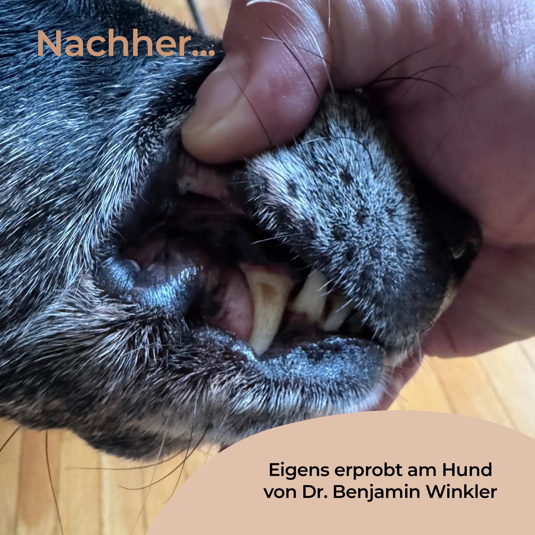 Zahnreinigungspads für Hunde 100 Stk.