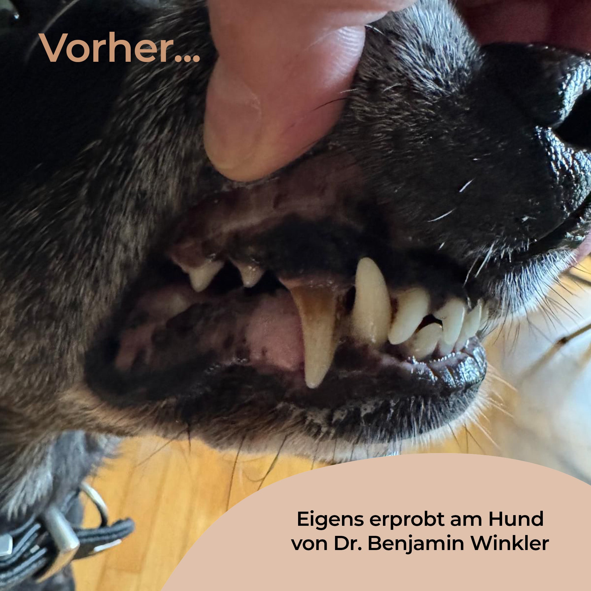 Zahnreinigungspads für Hunde 100 Stk.