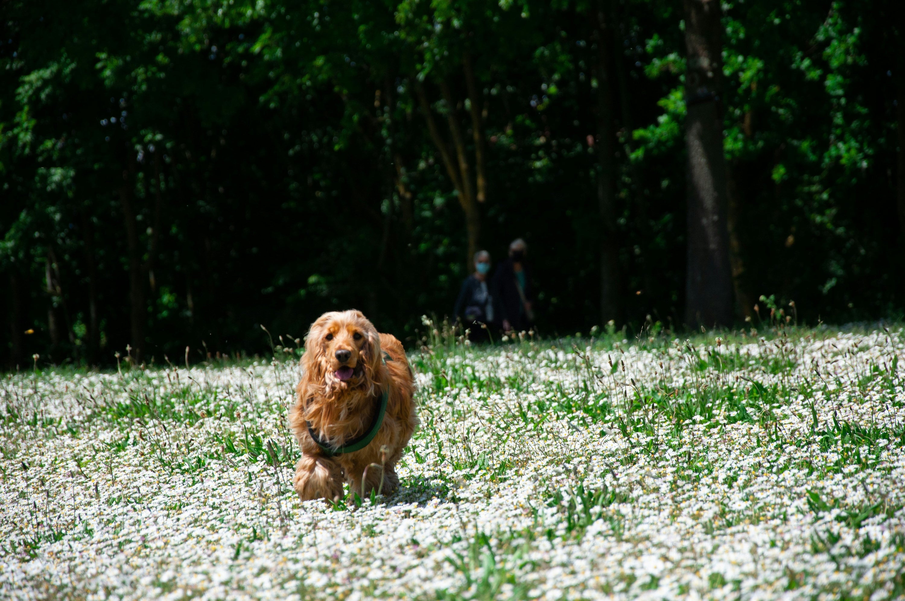 Fellwechsel beim Hund: Was ist normal und wie du ihn richtig unterstützt