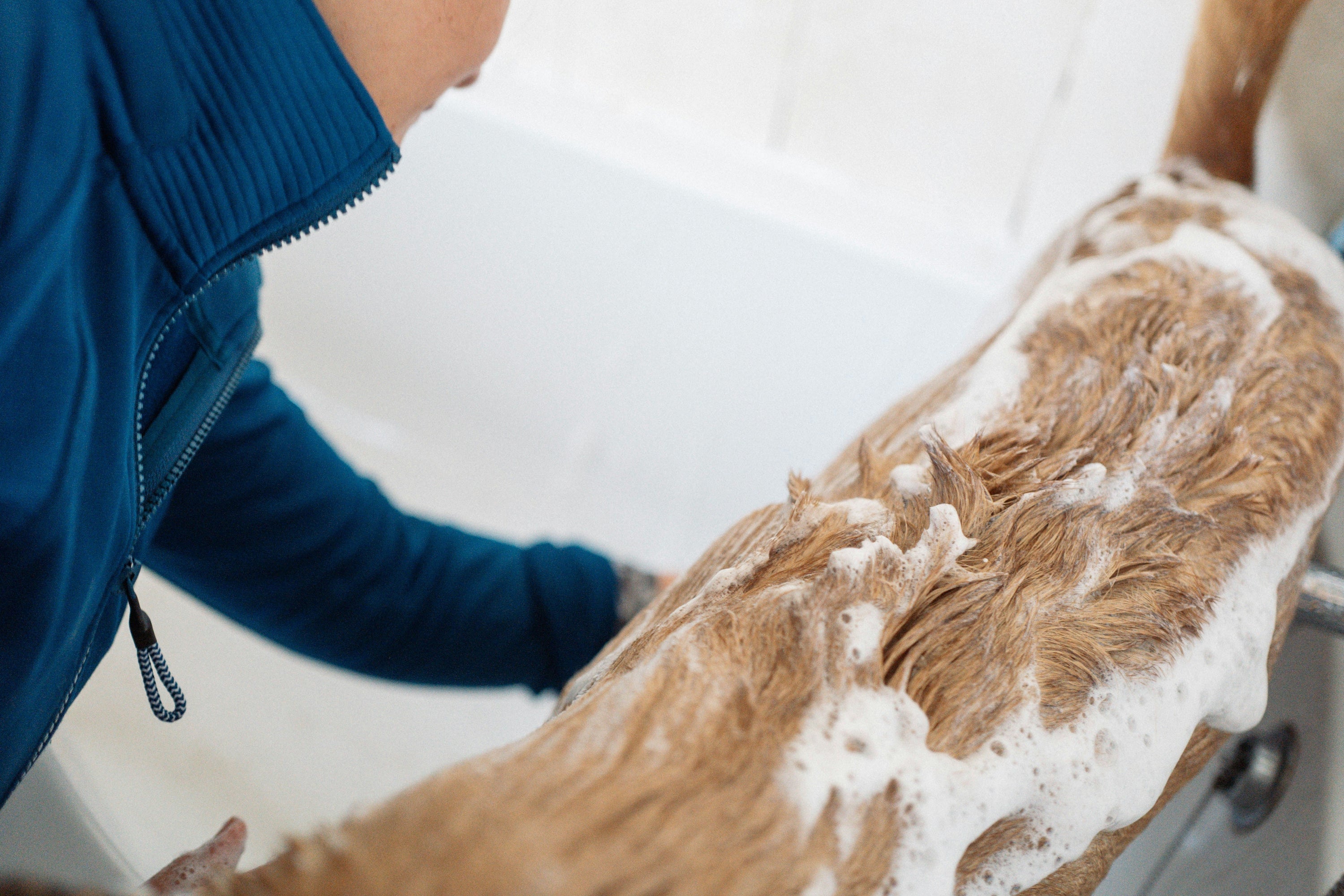 Shampoo für Hunde: Worauf es bei empfindlicher Haut ankommt