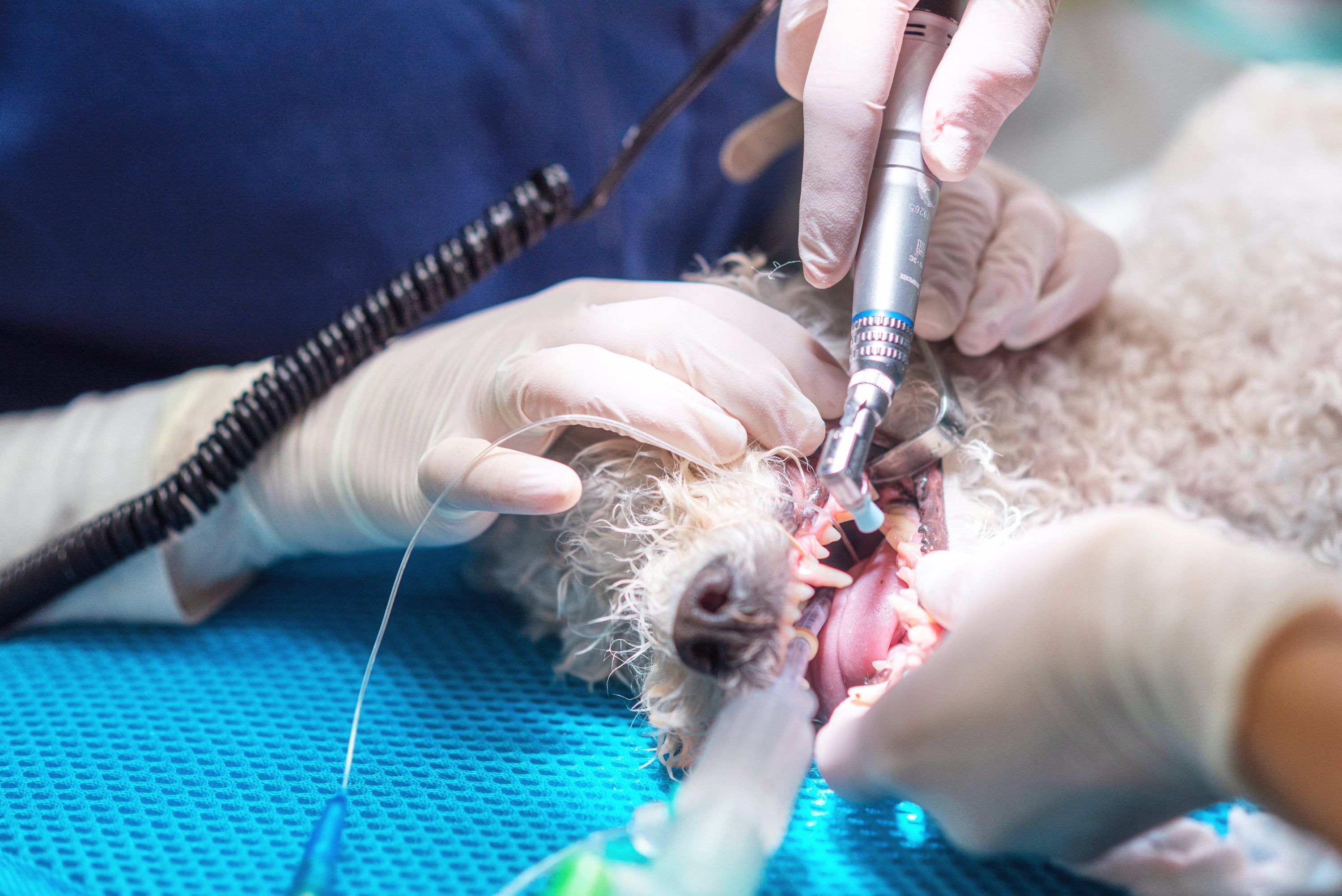 Zahnstein beim Hund: Wie er entsteht und wie du ihn wirklich verhindern kannst