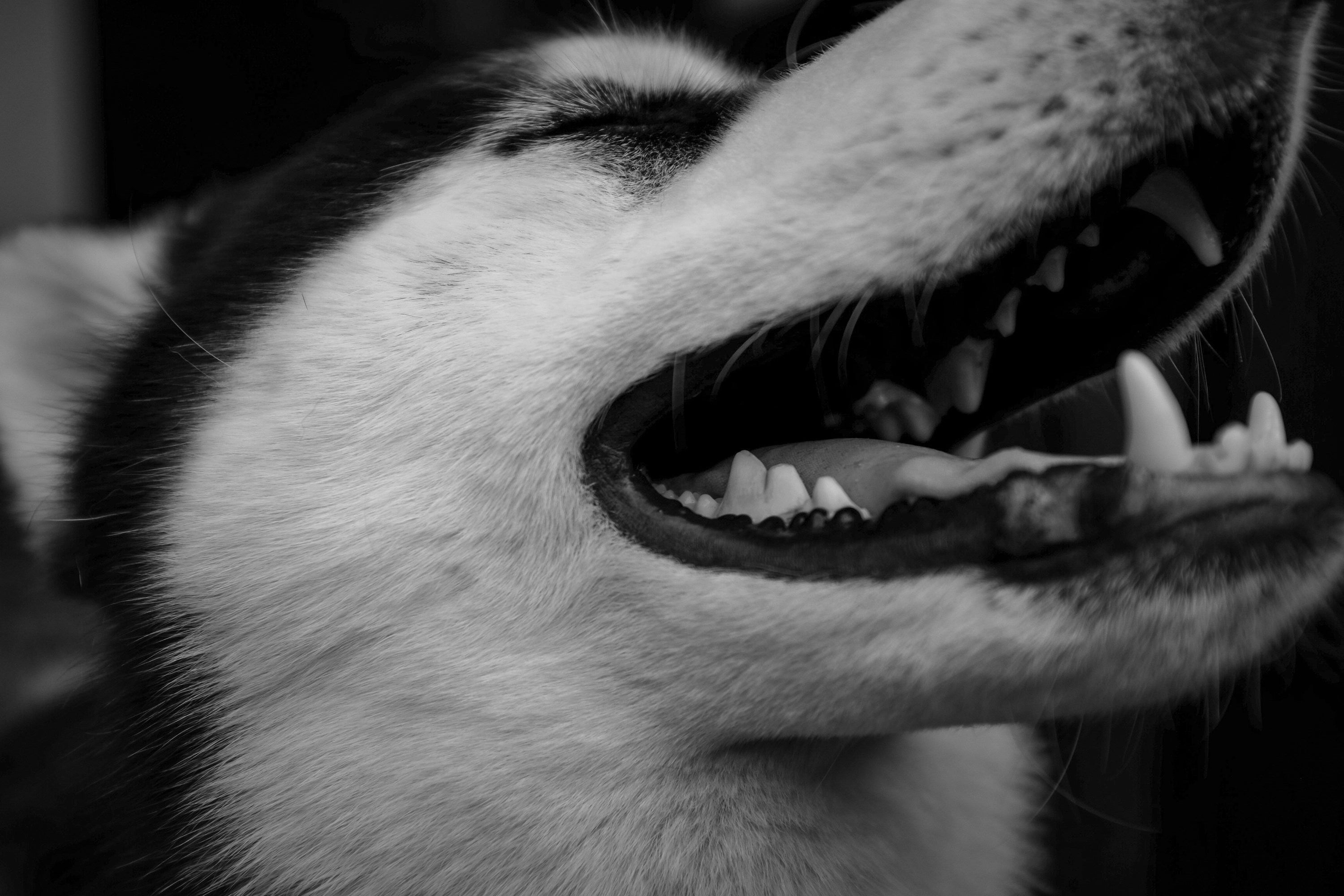 Zahnpflege beim Hund: Wie oft Zähne putzen und warum es so wichtig ist