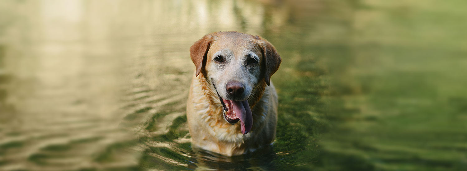 Hund im Sommer: Tipps vom Tierarzt für heiße Tage