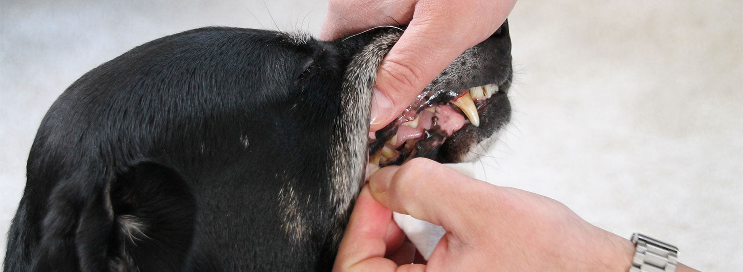 Mundgeruch beim Hund: Ursachen und was wirklich hilft