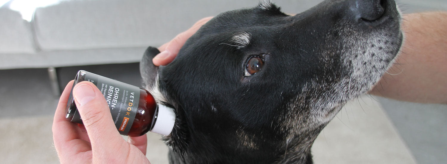 Ohrenreinigung beim Hund: Wie oft sie sinnvoll ist und worauf du achten solltest