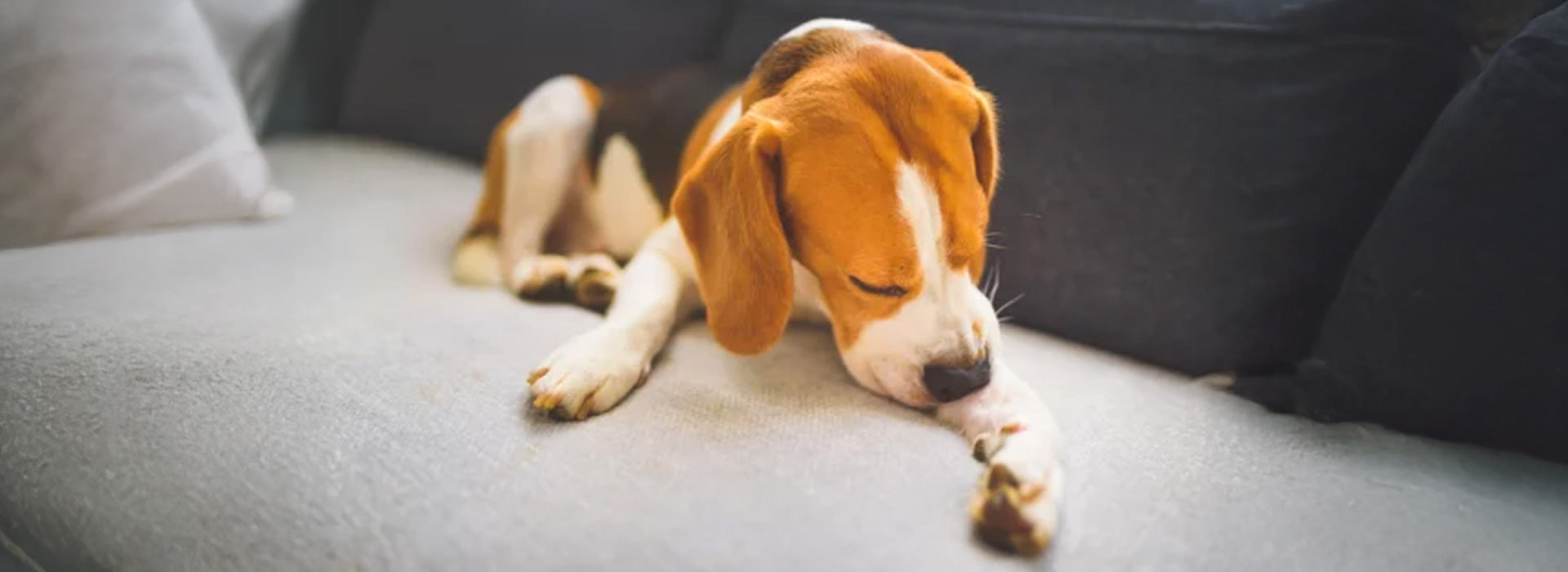 Hautprobleme bei Haustieren: Ursachen, Behandlung & die beste Pflege