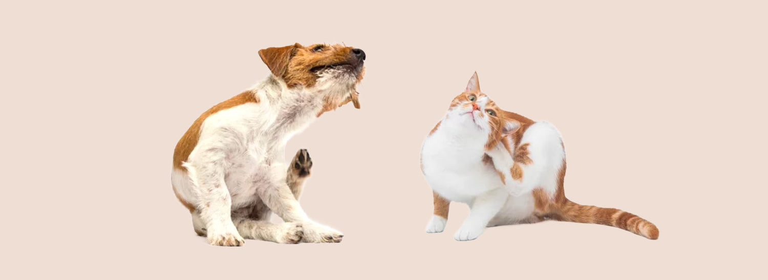 Juckreiz bei Hunden & Katzen: Ursachen, Symptome & die richtige Pflege