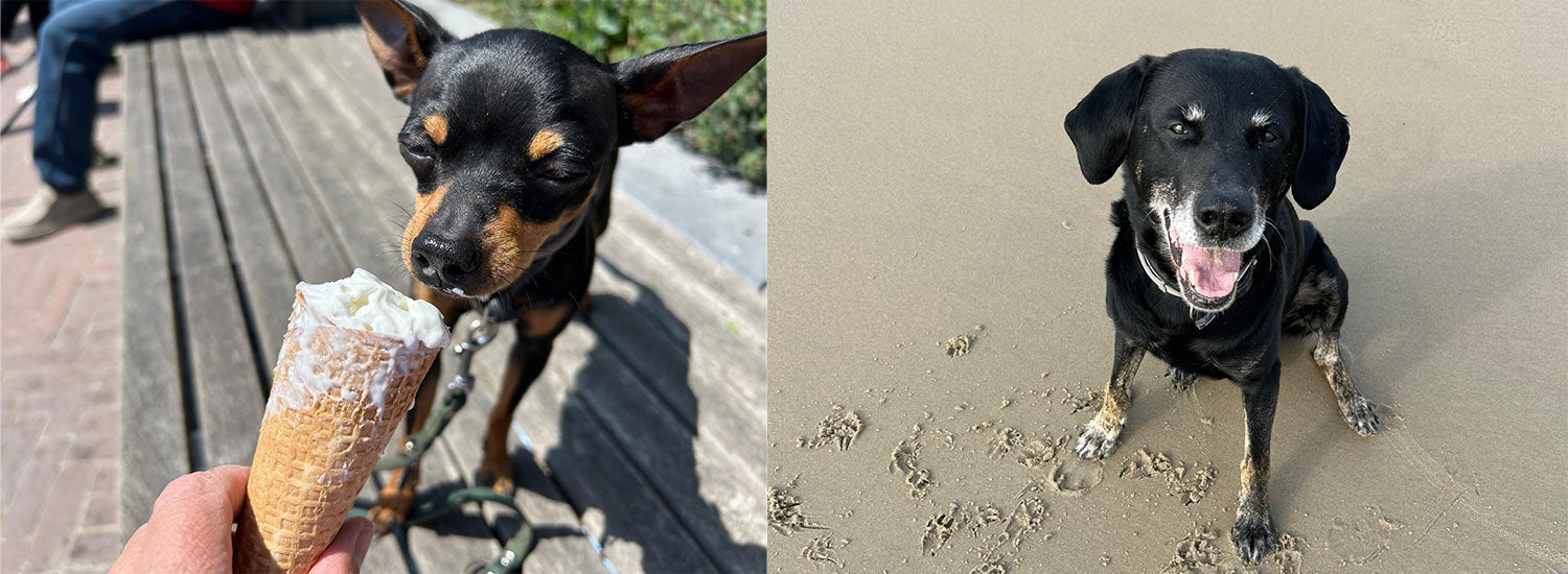 Pflege nach dem Abenteuer: Die perfekte Routine für deinen Hund