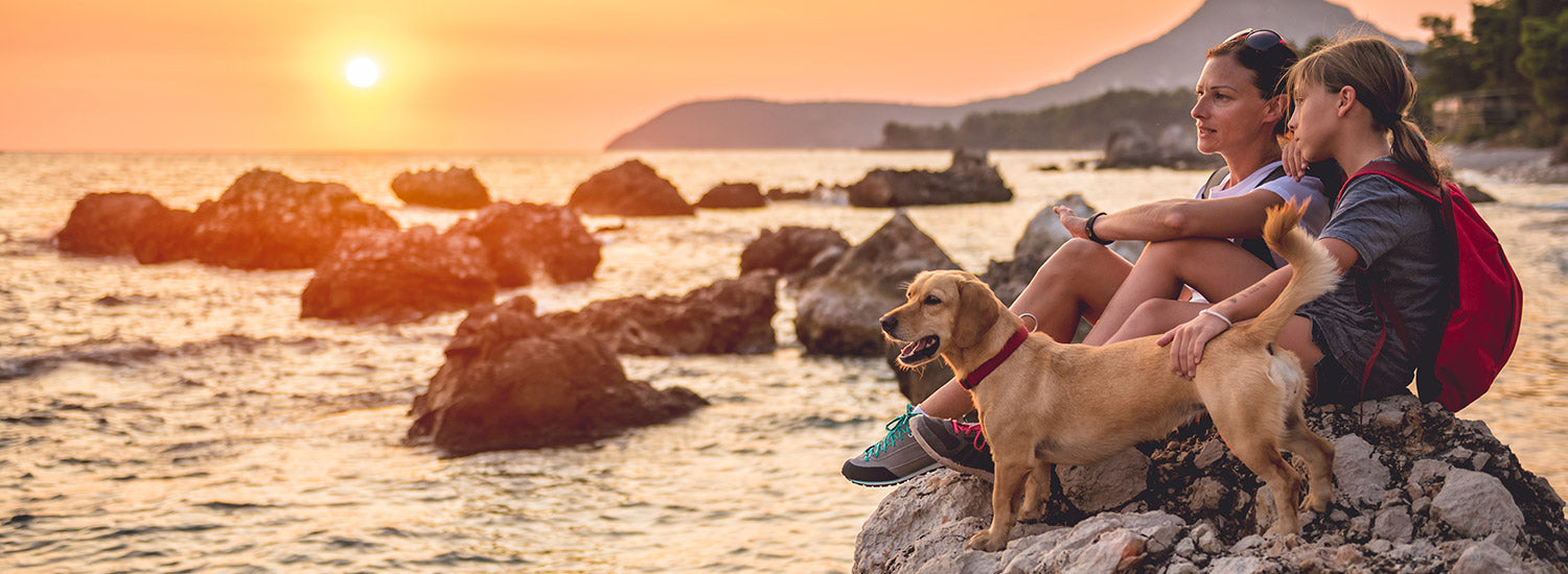 Sommerferien mit Hund: Alles dabei? Die praktische Checkliste für unterwegs
