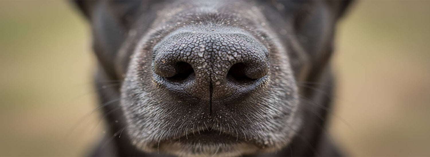 Trockene Nase beim Hund: Was dahinterstecken kann